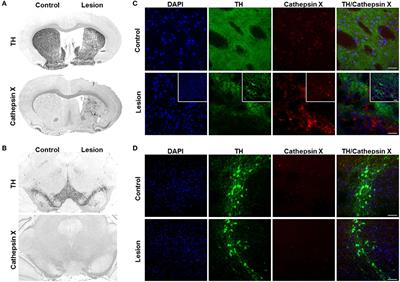 Neuroinflammation-Induced Upregulation of Glial Cathepsin X Expression and Activity in vivo